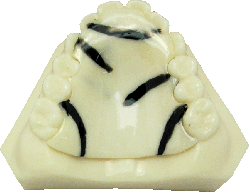 Color zebra